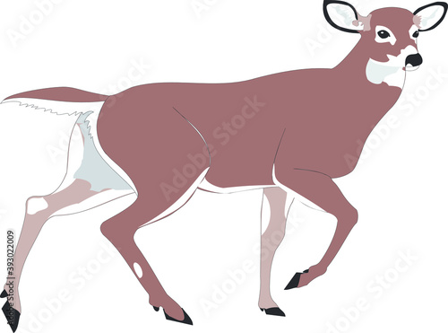 Illustration of a deer