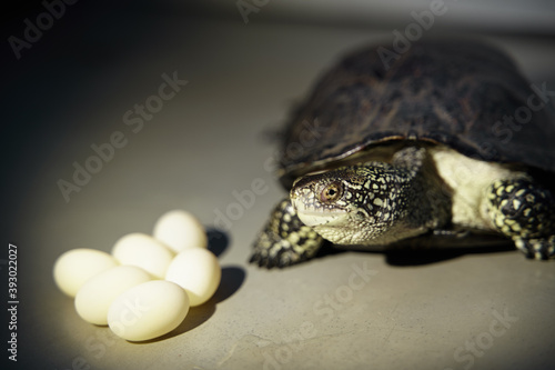 close up European Swamp Turtle isolated