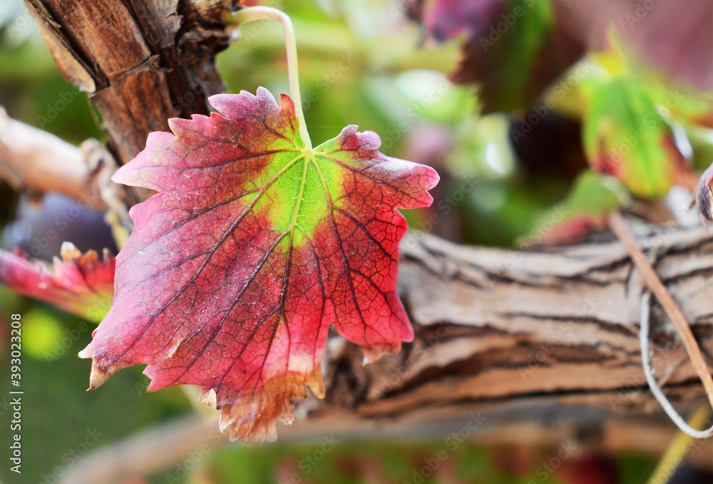 Obraz premium red grape leaf in vineyard