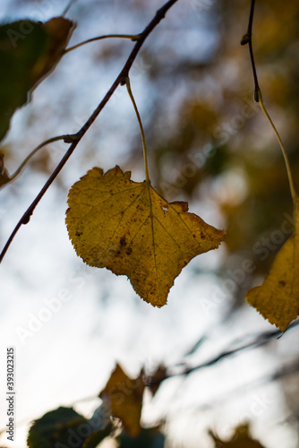 autumn in the park with yellow and gold leaves 