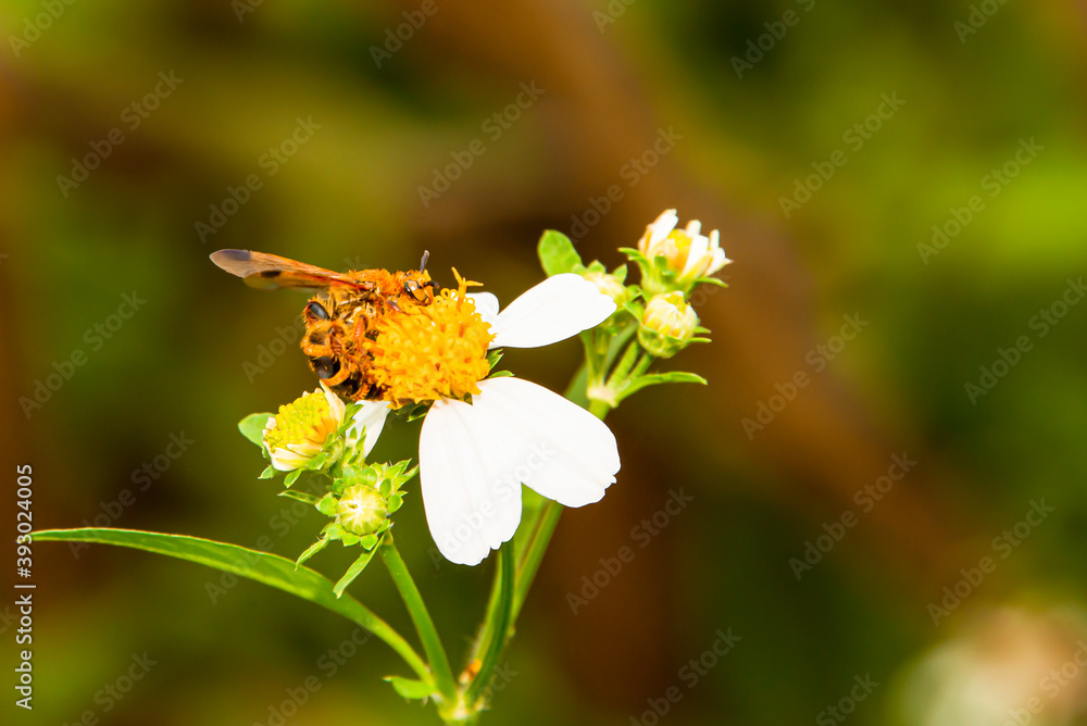 The bee is collecting nectar from flowers. The bee is collecting nectar from flowers.
