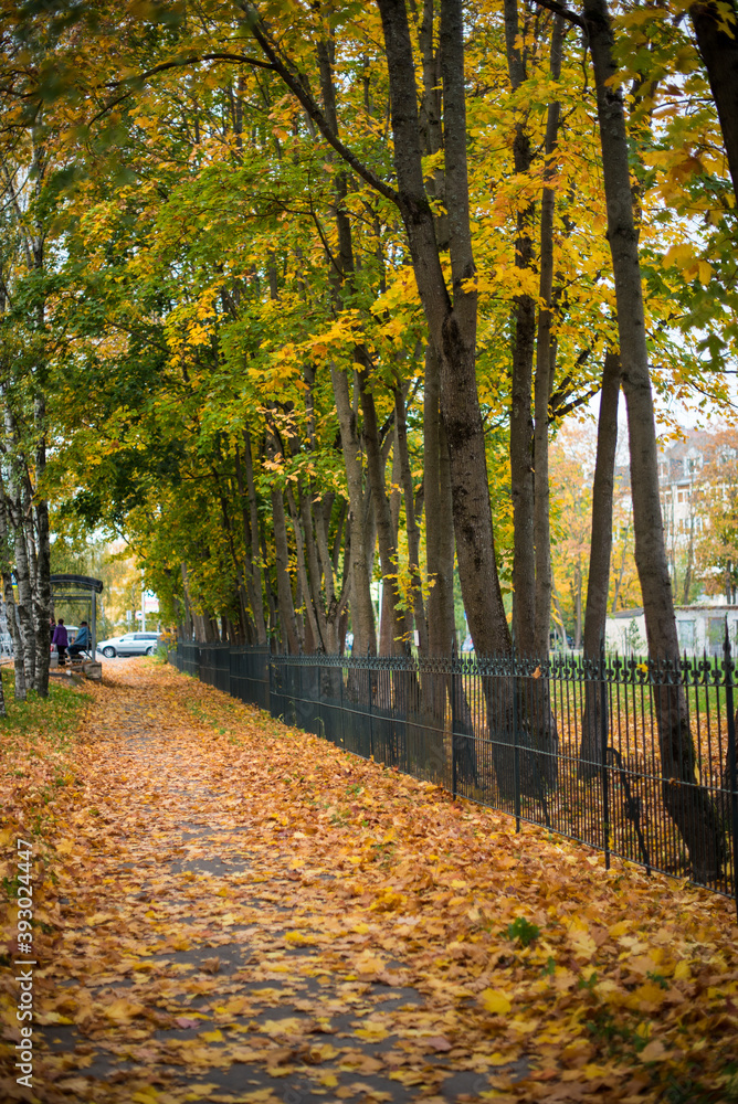 gold autumn alley with fence in the city park 