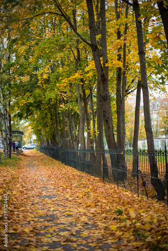 gold autumn alley with fence in the city park 