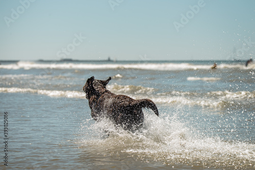 Happy chocolate labrador retriever running and splashing in the ocean