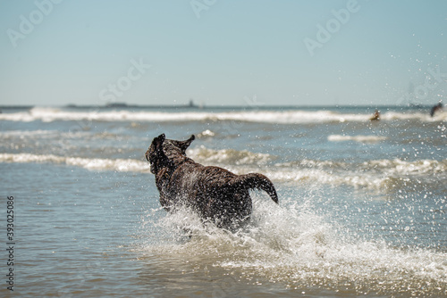 Happy chocolate labrador retriever running and splashing in the ocean © Photography by Adri