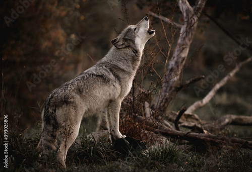 Howling Wolf photo
