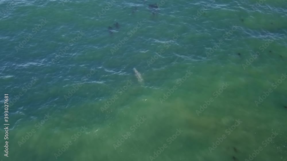 Humpback whale coming to ocean surface for breathing, then going back down, aerial static Humpback whale coming to ocean surface for breathing, then going back down, aerial static