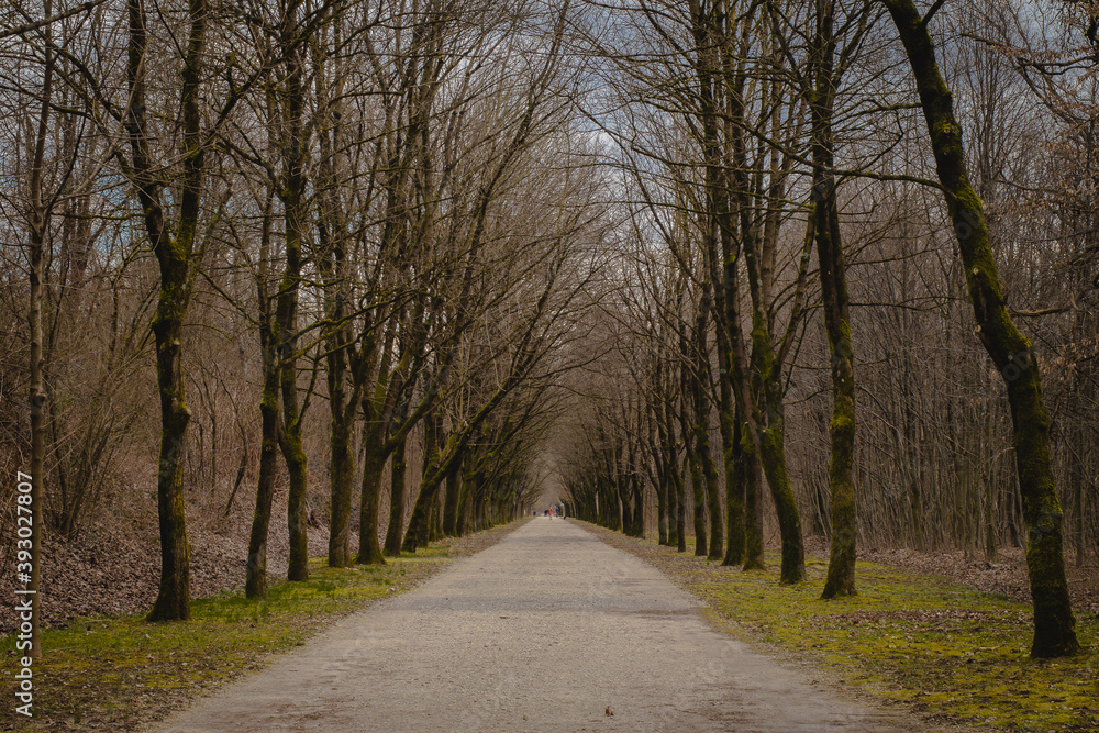 Cold looking avenue with bare trees in the winter time. No leaves are visible on the trees Cold looking avenue with bare trees in the winter time. No leaves are visible on the trees