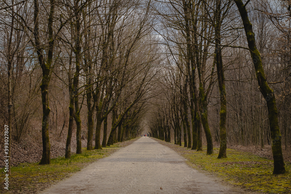 Cold looking avenue with bare trees in the winter time. No leaves are visible on the trees