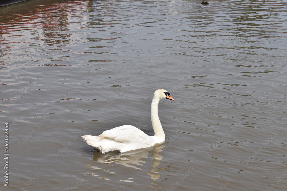 swan, bird, water, lake, white, nature, animal, wildlife, swans, beautiful, birds, river, pond, wild, beauty, love, reflection, graceful, swim, animals, feather, elegance, swimming, blue, grace swan, bird, water, lake, white, nature, animal, wildlife, swans, beautiful, birds, river, pond, wild, beauty, love, reflection, graceful, swim, animals, feather, elegance, swimming, blue, grace