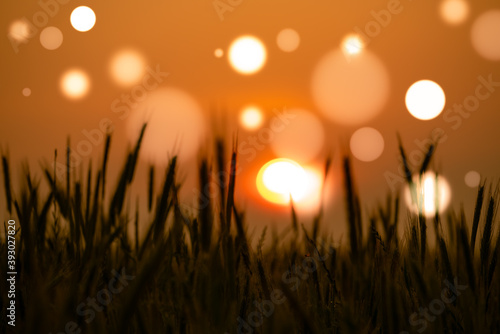 Wheat field at sunset with bokeh effect