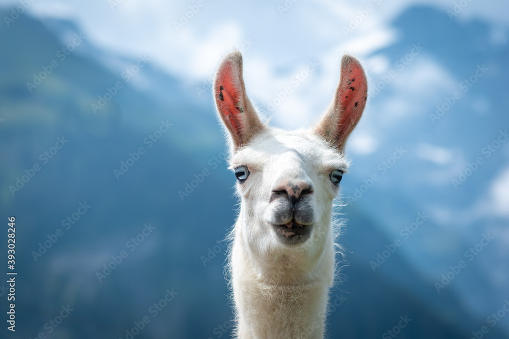 Fototapeta premium Lama 