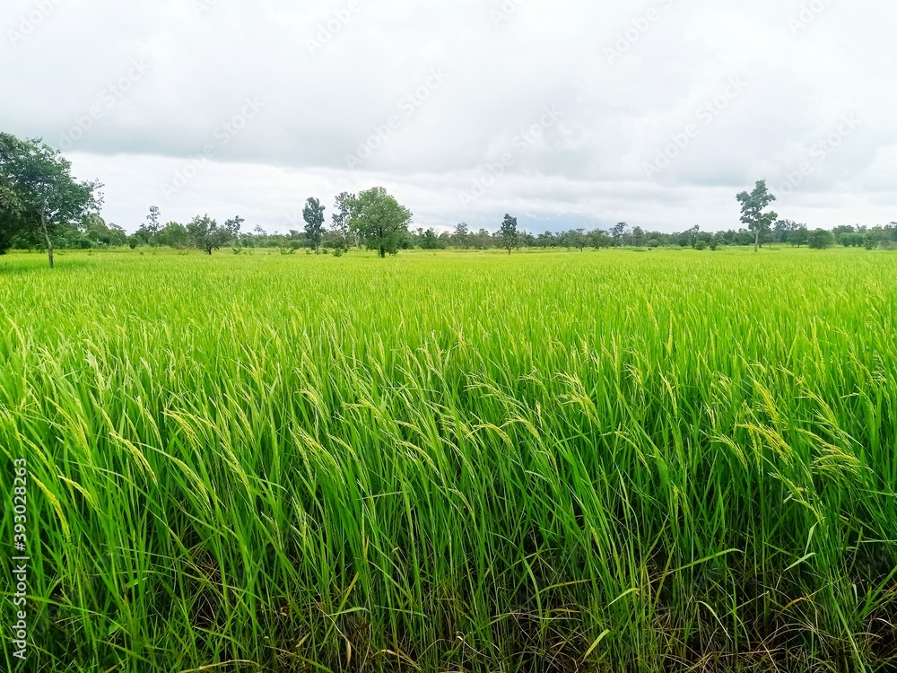rice field rice field