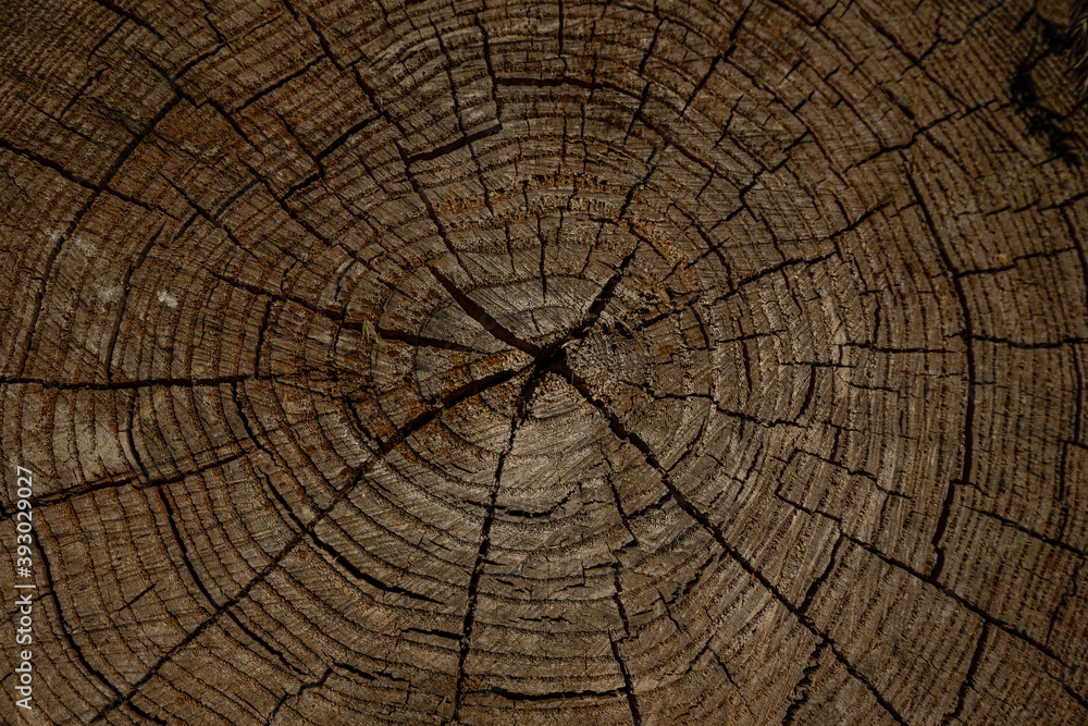 Fototapeta premium Aged wood texture, chips, cracks, nails in the surface, splinters, slats for construction, wooden canvases, beams with a relief, hollow, photophone for screensaver and printing