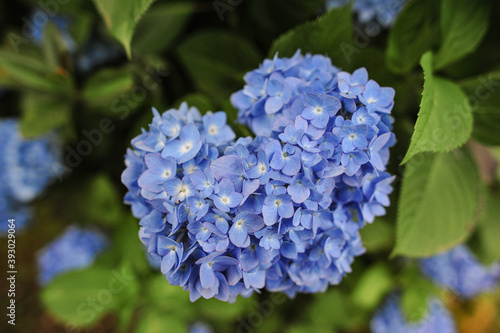 blue hydrangea flower blurred leaves