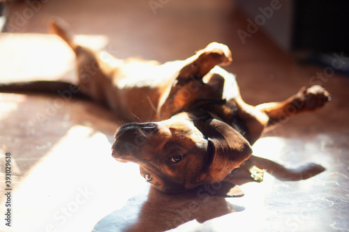 A funny dog of the Dachshund breed lies at home on the floor belly up