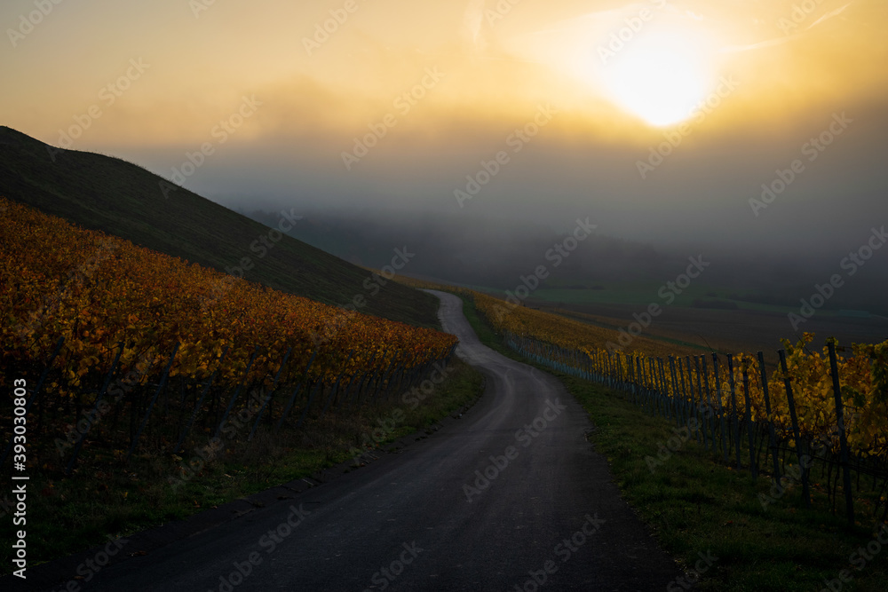 Cold and Foggy morning in the Vineyard 