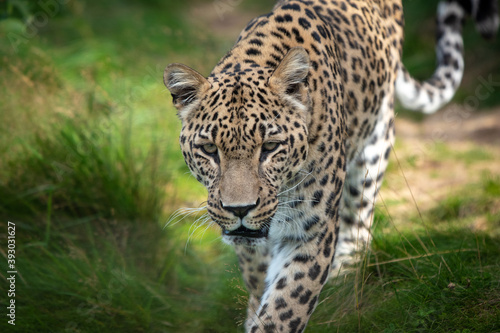 Leopardenm  nnchen auf seinem Spatziergang