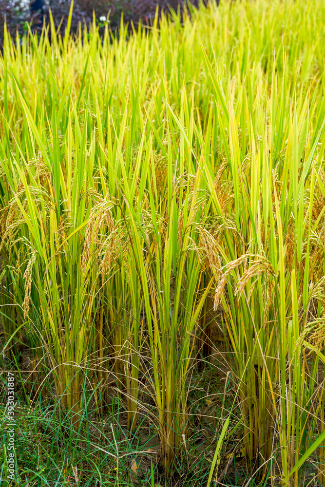 Obraz premium Ripe golden rice close-up, rice field