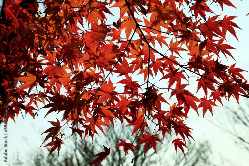 モミジの紅葉 モミジの紅葉