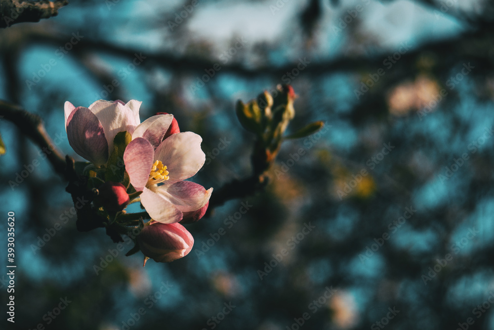 Φωτογραφία Close-up of a white flower and some pinky buds of prunus on a branch