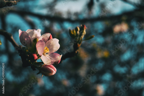 Close-up of a white flower and some pinky buds of prunus on a branch photo