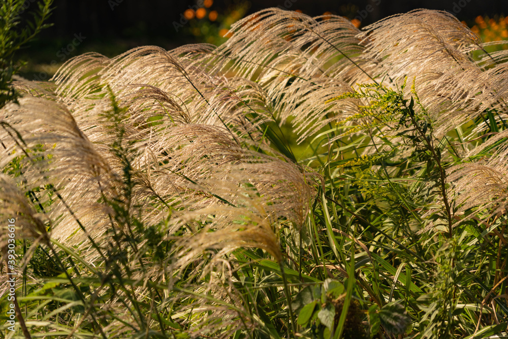Japanese pampas grass - Miscanthus sinensis - are in rural area of Fukuoka prefecture, JAPAN. Japanese pampas grass - Miscanthus sinensis - are in rural area of Fukuoka prefecture, JAPAN.