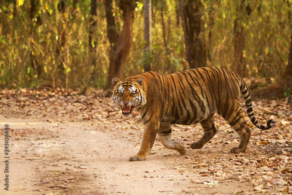Φωτογραφία Aggresive male tiger crossing road, Kanha Tiger Reserve, Madhya Pradesh, India