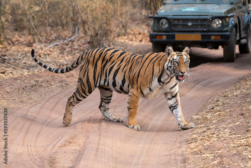 Φωτογραφία Tiger crossing road with tourist jeep in background, Bandhavgarh, Madhya Pradesh