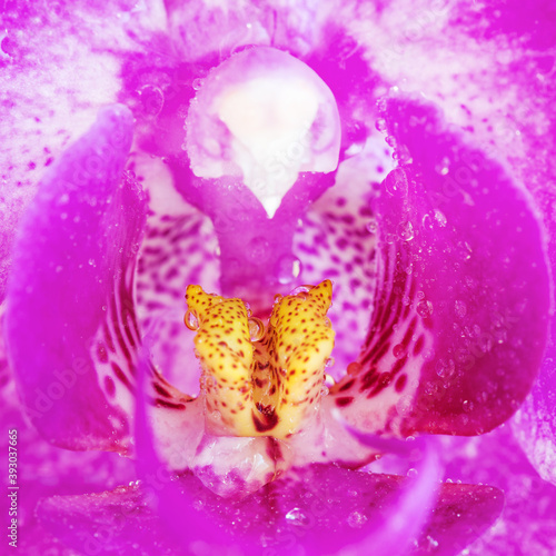 A fragment of a purple orchid flower, macro.
