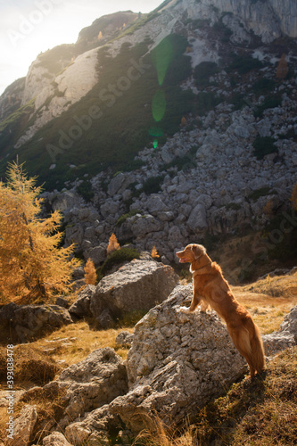 dog in the autumn mountains at sunset . Nova Scotia Duck Tolling Retriever in dolomites Alps. Italian landscape. color fall © annaav