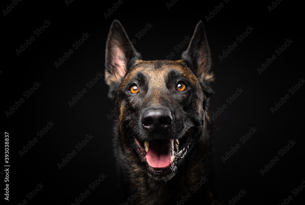 Portrait of a Belgian shepherd dog on an isolated black background. Portrait of a Belgian shepherd dog on an isolated black background.
