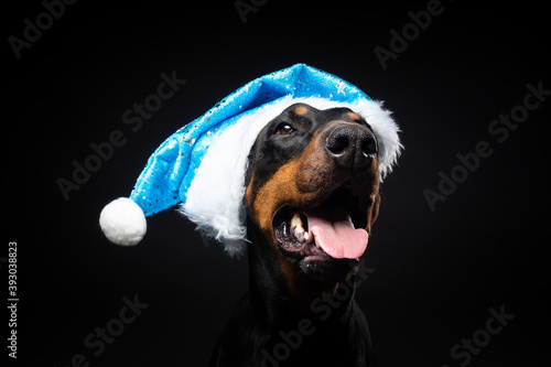 Portrait of a Doberman dog in a Santa hat isolated on a black background.