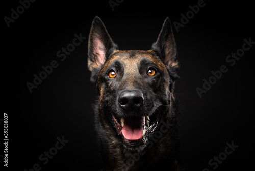 Portrait of a Belgian shepherd dog on an isolated black background. © Evgeny Leontiev