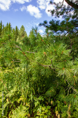 Cedar thickets. Krasnoyarsk Territory, Siberia, Russia