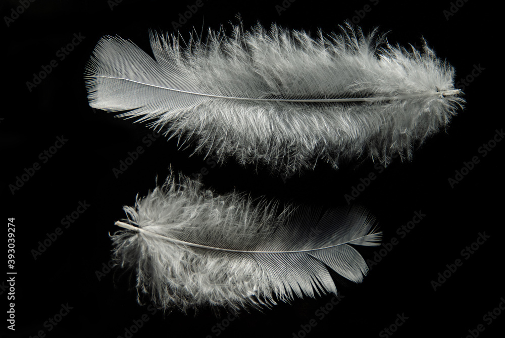 Obraz premium Two fluffy feathers on a dark background at the top and bottom of the frame 