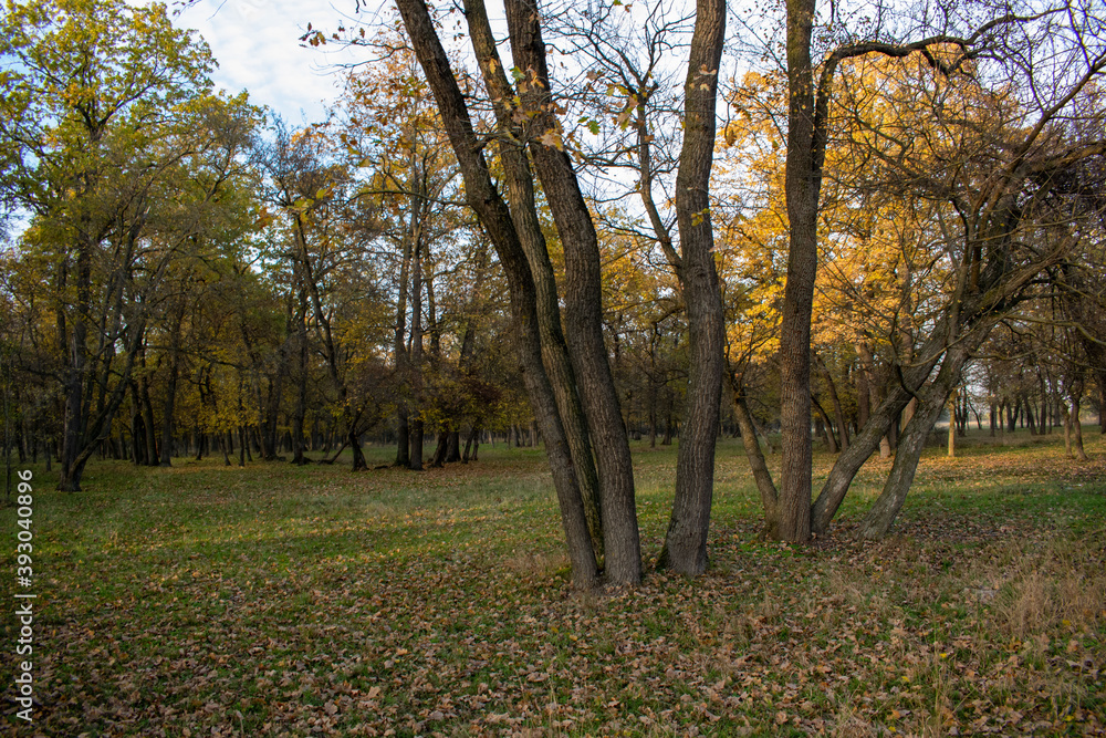 Sunset in the autumn plain forest