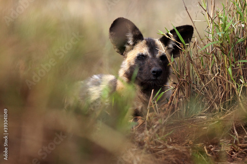 The African wild dog, African hunting dog, or African painted dog (Lycaon pictus), portrait of a dog hiding in the grass