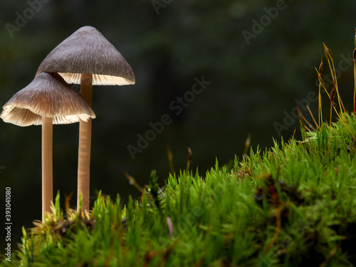 Two mushrooms (Mycena abramsii) on moss in the forest, Germany