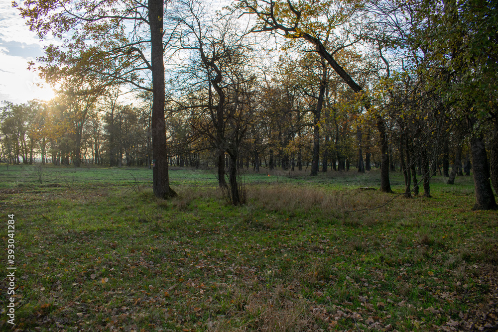 Fototapeta premium Sunset in the autumn plain forest