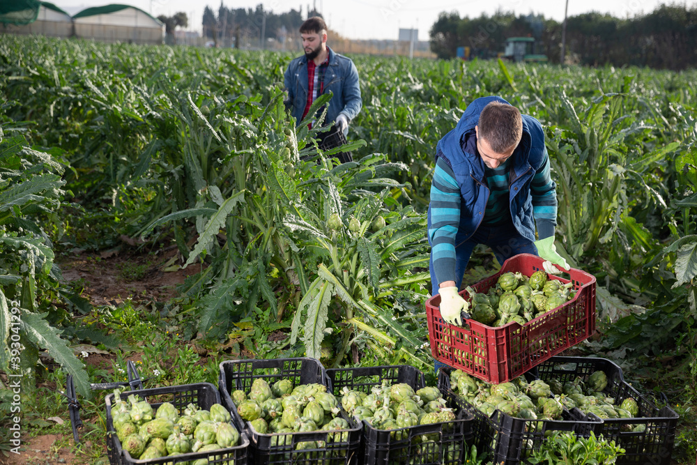 Fototapeta premium Experienced adult farmer working on vegetable plantation, stacking plastic boxes with freshly harvested artichokes..