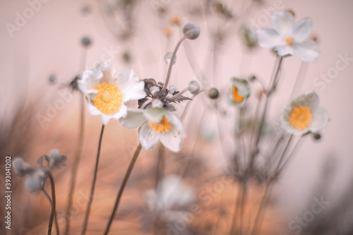 Fototapeta Naklejka Na Ścianę i Meble -  Kwiat białego zawilca japońskiego, letni ogród