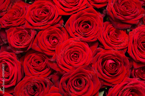 red rose flowers as background