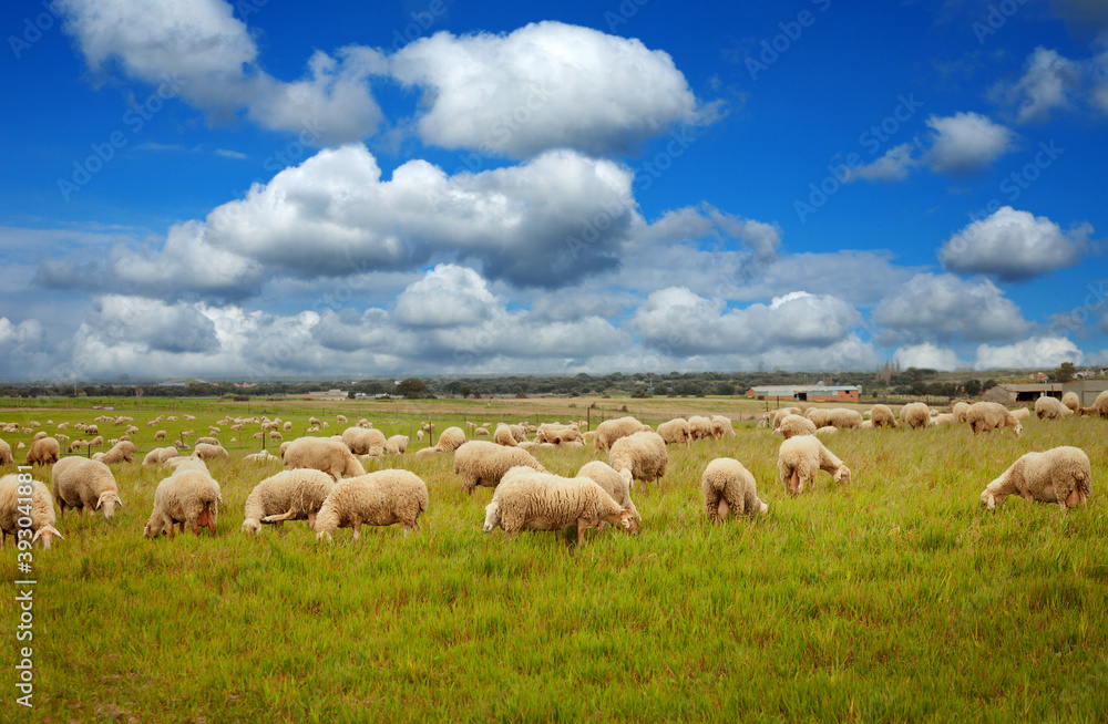 Obraz premium Beautiful meadow with free livestock