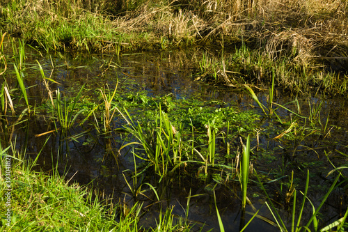 Green plants on the river on a sunny day.