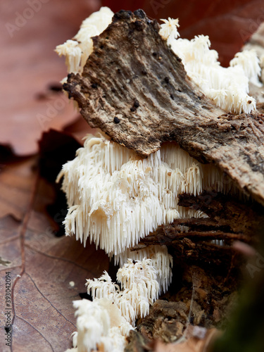  Close-up of a coral tooth fungus (Hericium coralloides) growing on a dead tree, Germany