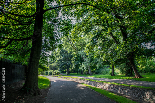 Fototapeta Naklejka Na Ścianę i Meble -  road in the park