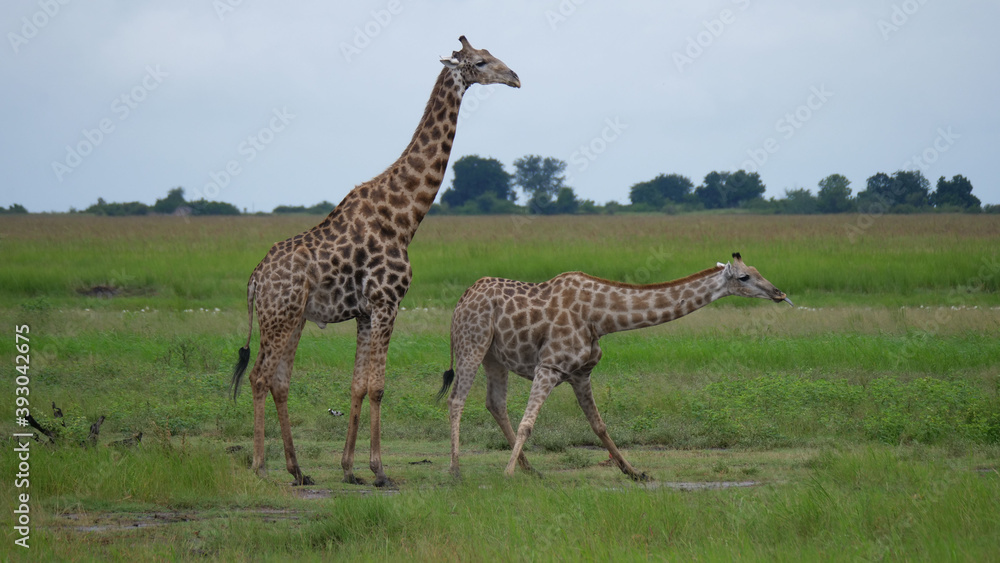 Obraz premium Giraffe drinks water from a pond