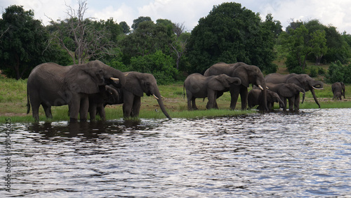 Herd of elephants standing in and drinking from a lake