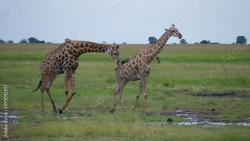 Female giraffe walks away from a male